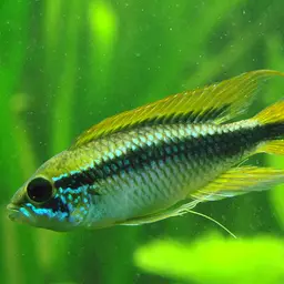 Agassiz's Dwarf Cichlid, photo 3