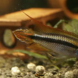 Agassiz's Dwarf Cichlid, photo 4