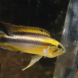 Agassiz's Dwarf Cichlid, photo 5