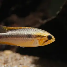 Agassiz's Dwarf Cichlid, photo 6