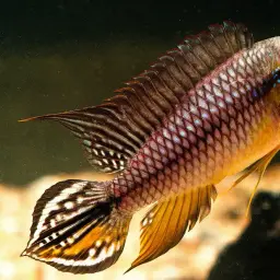 Agassiz's Dwarf Cichlid, photo 7