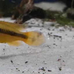 Agassiz's Dwarf Cichlid, photo 8