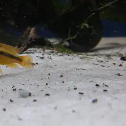 Agassiz's Dwarf Cichlid, photo 9