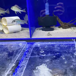 Agassiz's Dwarf Cichlid, photo 10