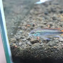 Agassiz's Dwarf Cichlid, photo 11