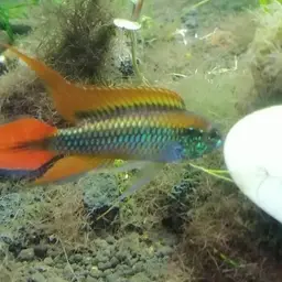 Agassiz's Dwarf Cichlid, photo 12