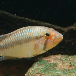 Maulbrüter Apisto, photo 1