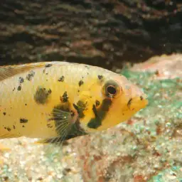 Maulbrüter Apisto, photo 2