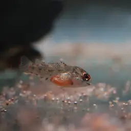 Maulbrüter Apisto, photo 3