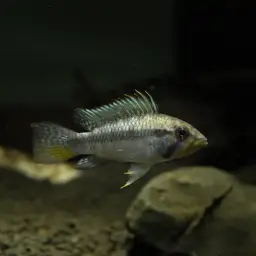 Maulbrüter Apisto, photo 6