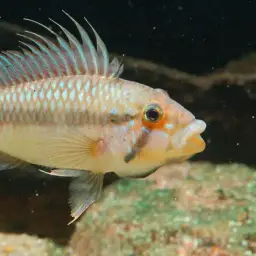 Maulbrüter Apisto, photo 7