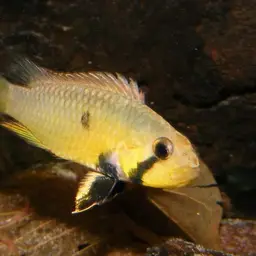 Maulbrüter Apisto, photo 8
