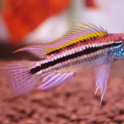 Banded Dwarf Cichlid