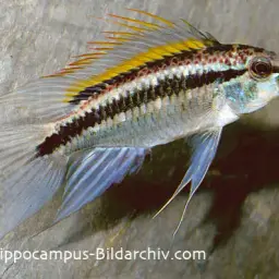 Banded Dwarf Cichlid, photo 2