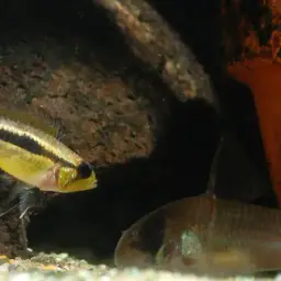 Banded Dwarf Cichlid, photo 3