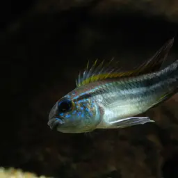 Banded Dwarf Cichlid, photo 4