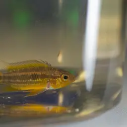 Banded Dwarf Cichlid, photo 5