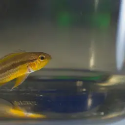 Banded Dwarf Cichlid, photo 6