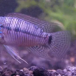 Umbrella Cichlid, photo 1