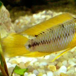 Umbrella Cichlid, photo 2