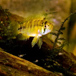 Umbrella Cichlid, photo 3