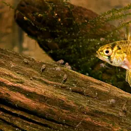 Umbrella Cichlid, photo 4