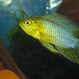 Umbrella Cichlid, photo 5
