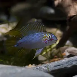 Umbrella Cichlid, photo 6