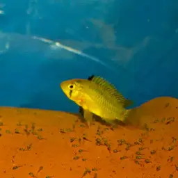 Umbrella Cichlid, photo 7
