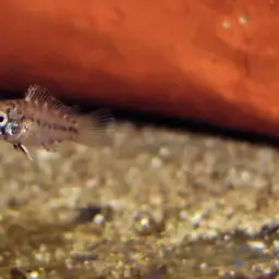 Umbrella Cichlid, photo 8