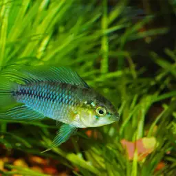 Umbrella Cichlid, photo 9