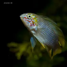 Umbrella Cichlid, photo 10