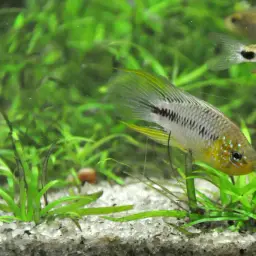 Umbrella Cichlid, photo 11