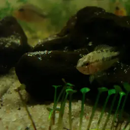Umbrella Cichlid, photo 12