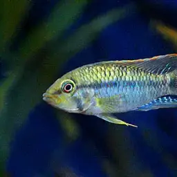 Brevis Dwarf Cichlid