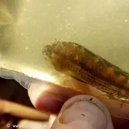 MEGA Orange Dwarf Cichlid (Apistogramma cacatuoide) - Tank Bred, photo 1