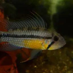 MEGA Orange Dwarf Cichlid (Apistogramma cacatuoide) - Tank Bred, photo 3