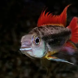 Cockatoo Dwarf Cichlid