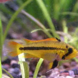 Cockatoo Dwarf Cichlid, photo 2