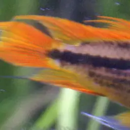 Cockatoo Dwarf Cichlid, photo 3