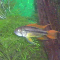 Cockatoo Dwarf Cichlid, photo 4