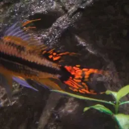 Cockatoo Dwarf Cichlid, photo 5