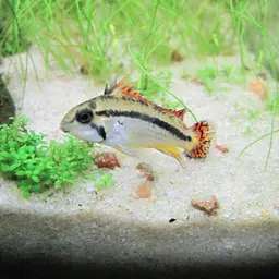 Cockatoo Dwarf Cichlid, photo 6