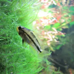 Cockatoo Dwarf Cichlid, photo 7