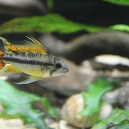 Cockatoo Dwarf Cichlid, photo 8