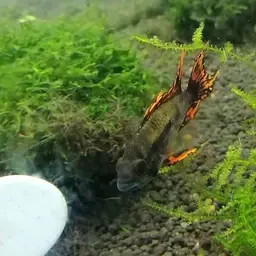 Cockatoo Dwarf Cichlid, photo 9