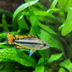 Cockatoo Dwarf Cichlid, photo 10