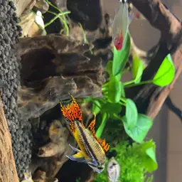 Cockatoo Dwarf Cichlid, photo 11