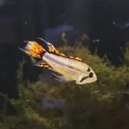 Cockatoo Dwarf Cichlid, photo 12