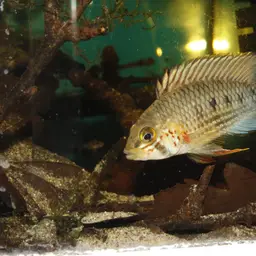 Apisto Red Spot